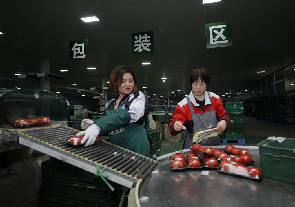 京津冀协同发展城市观察丨“河北净菜”如何成为“北京好菜”