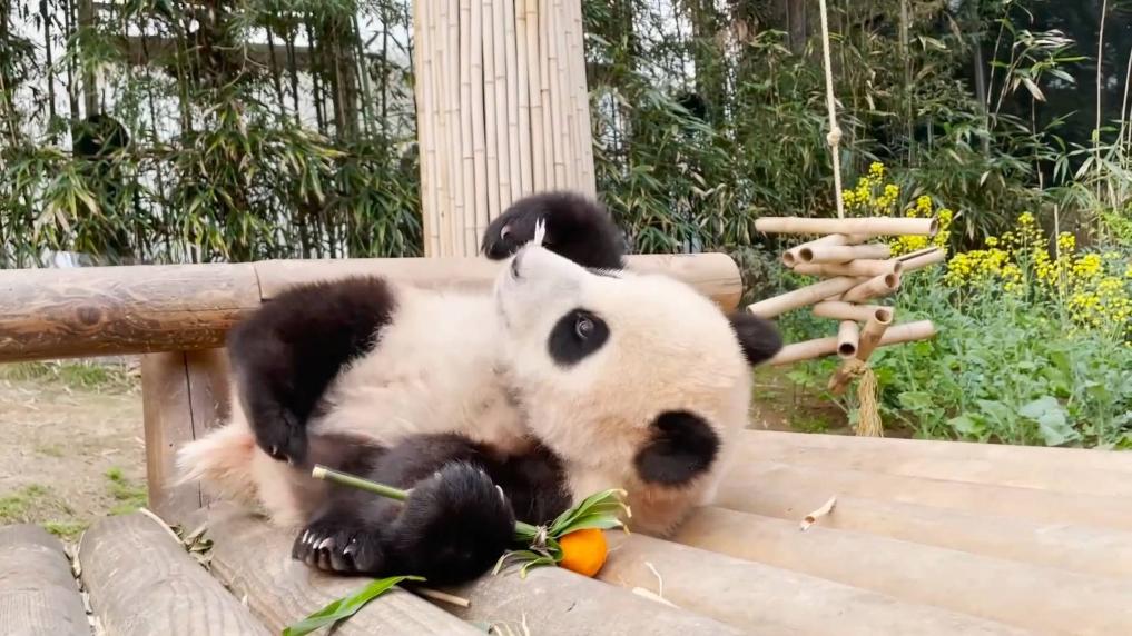 旅韩大熊猫“福宝”将于本月3日返回中国