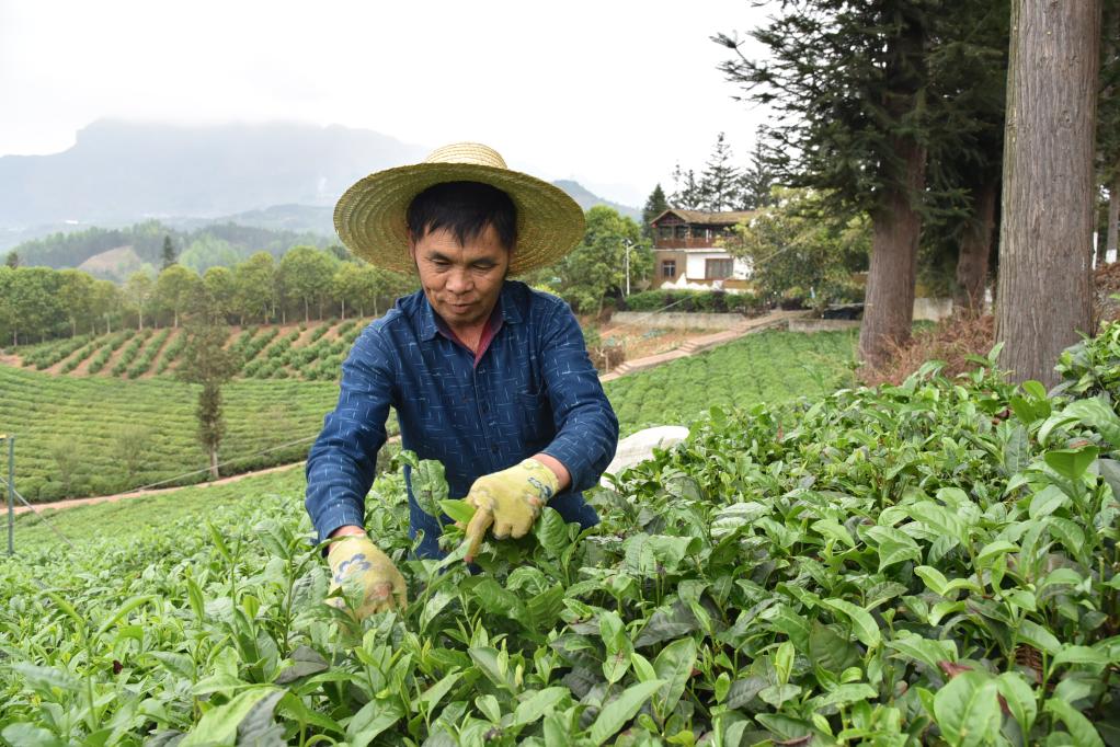 生态兴茶，“古茶树之乡”的绿色发展