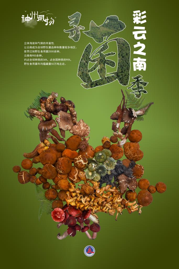 神州风物丨彩云之南寻“菌”季