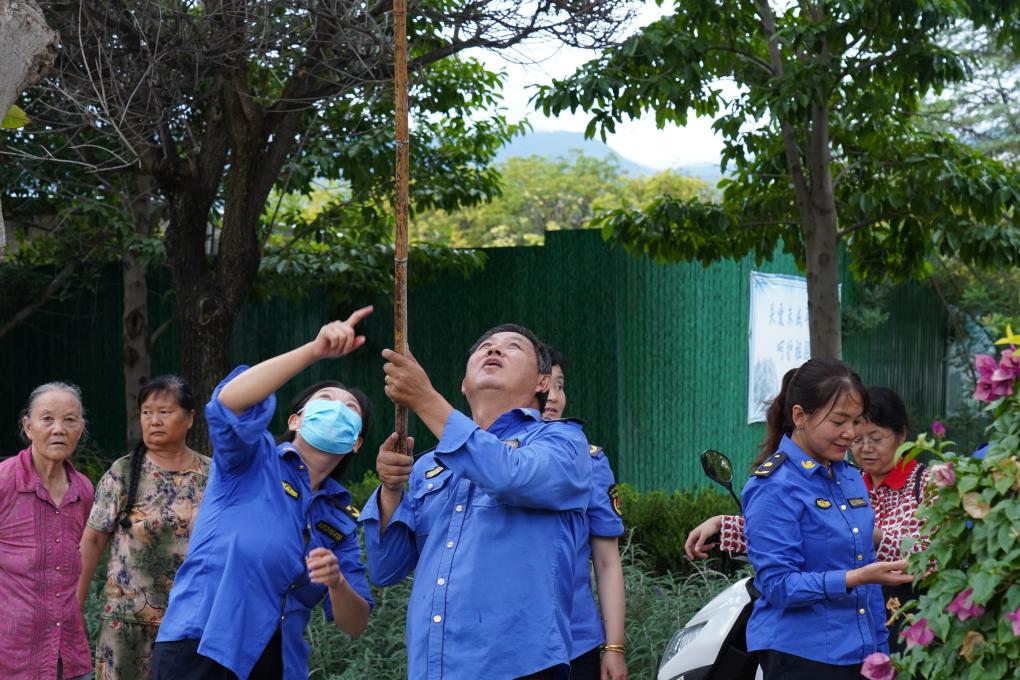 云南宾川：行道果树成熟 全城乐采芒果