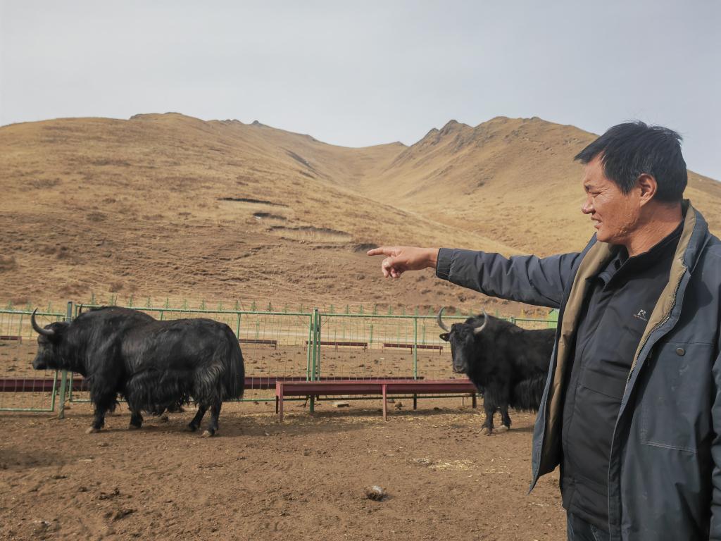 甘肃劳尔都：拆掉篱笆“合伙”养牦牛促增收