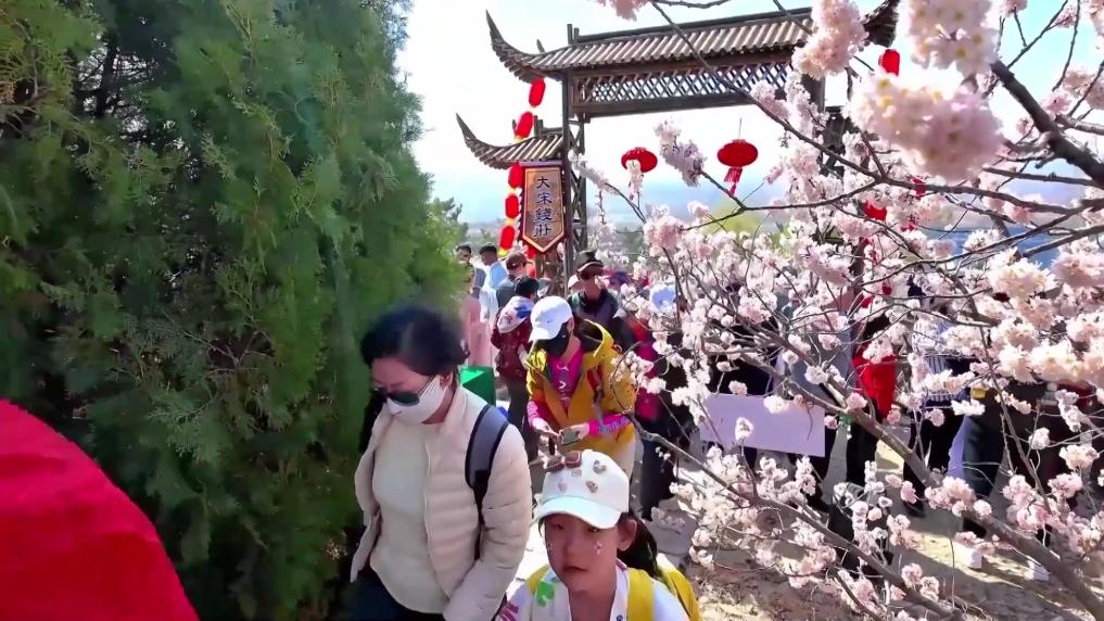 清明赏花文旅热 点燃消费新引擎