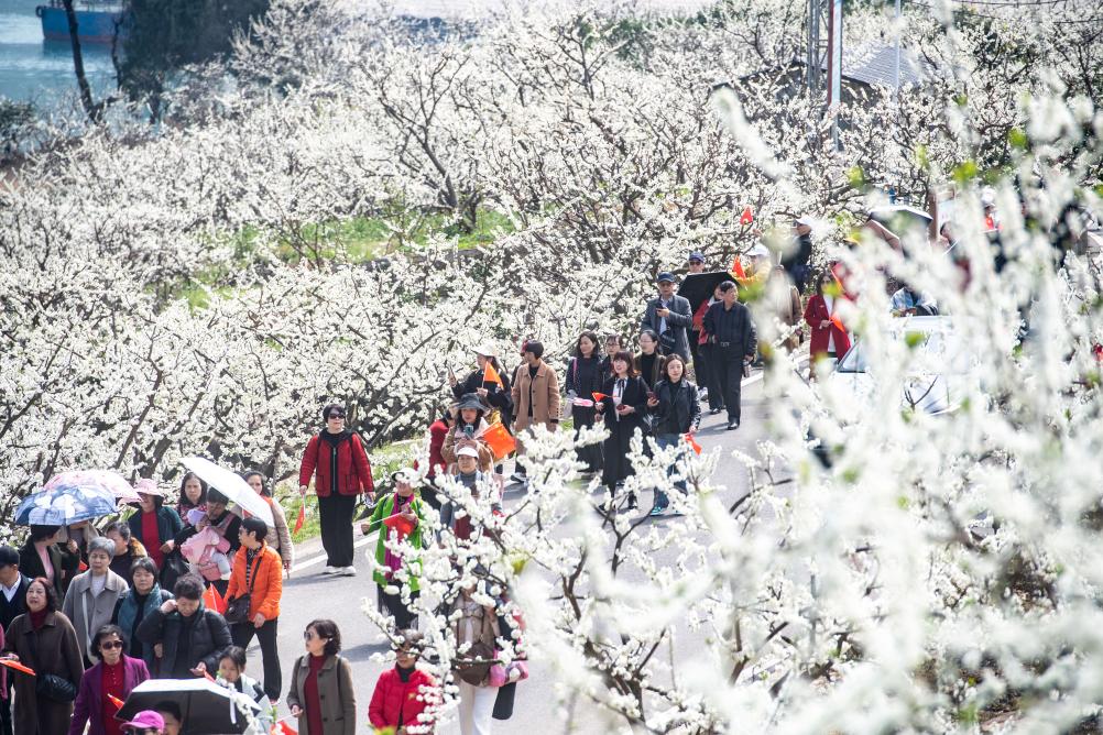 重庆巫山曲尺乡：多措并举助脆李走出三峡
